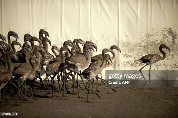 Flamingo chicks move around a pen at the Fuente de Piedra lake, 70 kms from Malaga, on July 18 during a tagging and control operation of 600 flamingo...
