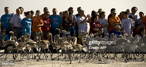 Volunteers take pictures of flamingo chicks on the Fuente de Piedra lake, 70 kms from Malaga, on July 18 following a tagging and control operation of...