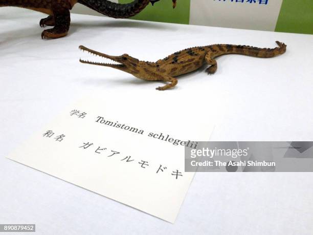 Stuffed specimen of false gharial whose scientific name is Tomistoma schlegelii, right, and stuffed specimens of sunda pangolin, or Manis javanica,...