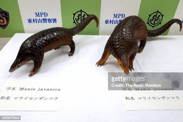 Stuffed specimen of false gharial whose scientific name is Tomistoma schlegelii, right, and stuffed specimens of sunda pangolin, or Manis javanica,...