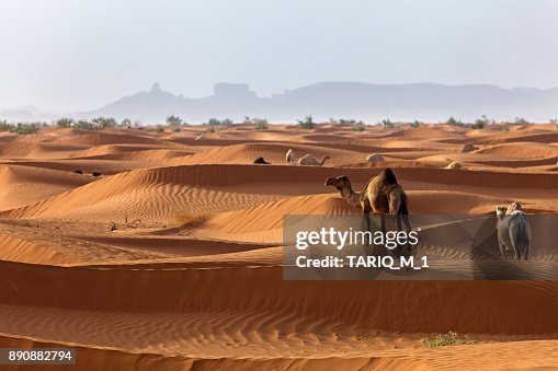Camels in the desert, Saudi Arabia Camels in the desert, Saudi Arabia