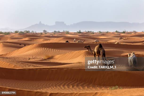 camels in the desert, saudi arabia - camel saudi arabia stock pictures, royalty-free photos & images