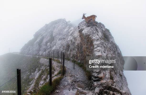 mountain goat on a rock, switzerland - mountain goat stockfoto's en -beelden