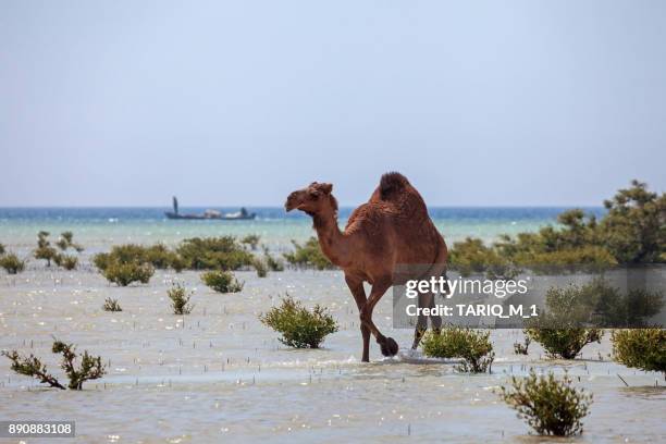 camel walking in the mangroves, saudi arabia - saudi arabia beach stock pictures, royalty-free photos & images