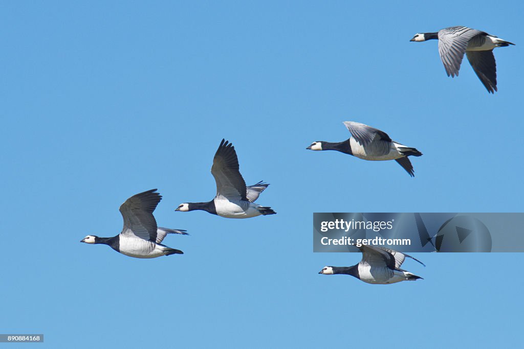 Five barnacle geese flying in sky, East Frisia, Lower Saxony, Germany