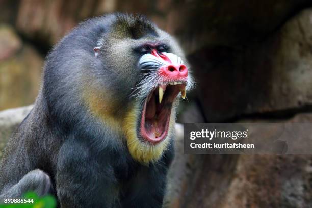 portrait of a mandrill (mandrillus sphinx) screaming - baboons stock pictures, royalty-free photos & images