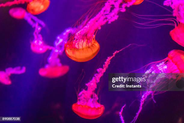 close-up de água-vivas, como visto nas bahamas. - jellyfish - fotografias e filmes do acervo