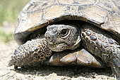 Tortoises ( turtle)