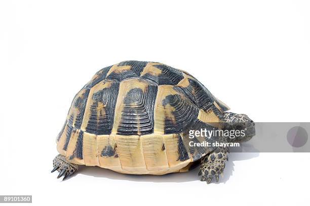 turtle - landsköldpadda bildbanksfoton och bilder