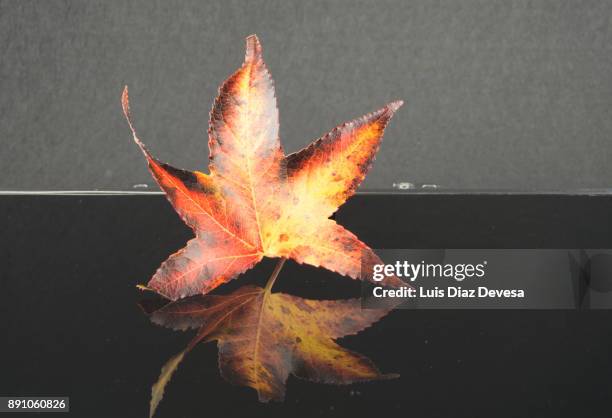 leaf reflection - leaf epidermis stock pictures, royalty-free photos & images