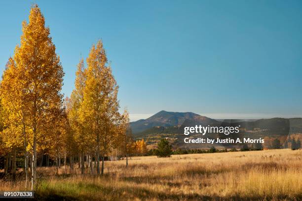 autumn aspen in flagstaff - flagstaff arizona stockfoto's en -beelden