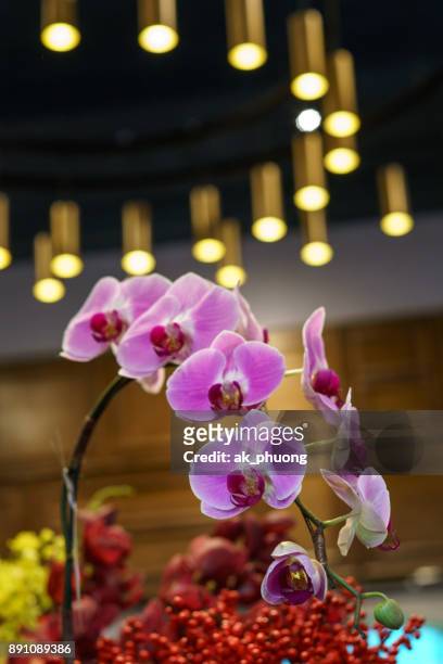 orchid on beautiful background - gold bug stock pictures, royalty-free photos & images