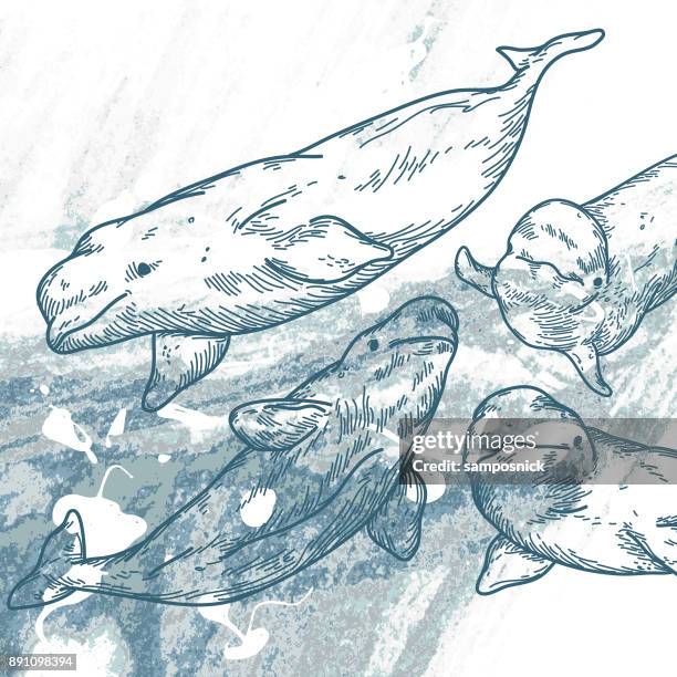belugas - beluga whale stock illustrations