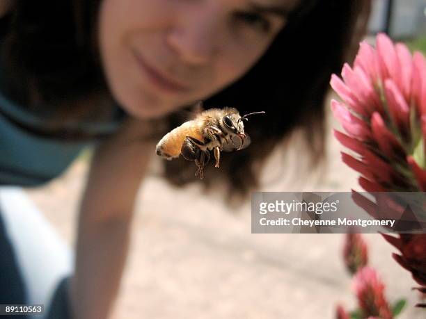 honeybee - einzelnes tier stock-fotos und bilder