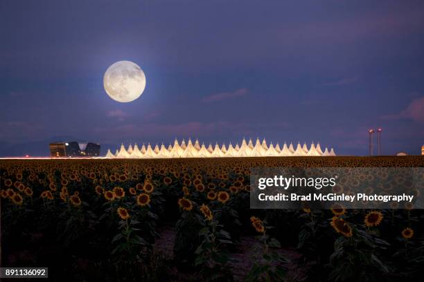 moonflowers - denver international airport stock-fotos und bilder