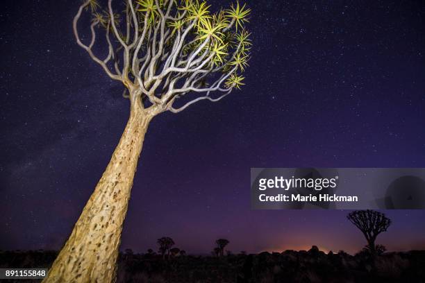 light painted quiver tree at night in quiver tree forest a tourist destination in namibia. - marie hickman stock pictures, royalty-free photos & images