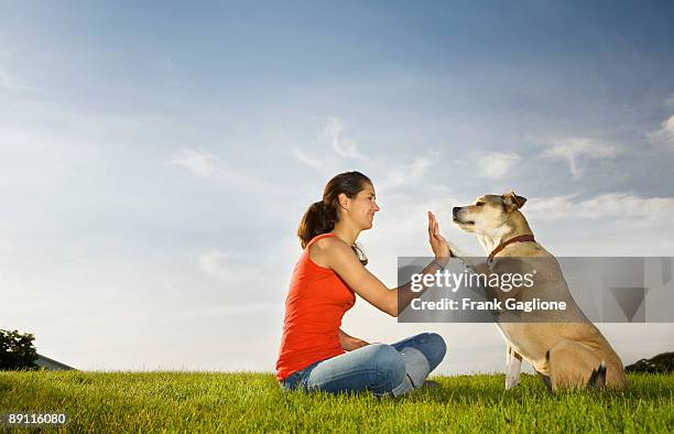 young woman giving her dog a high five. - animal tricks stock pictures, royalty-free photos & images