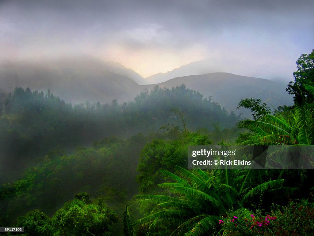 Tropical Rain