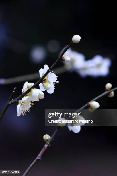 white plum blossoms - prunus mume fotografías e imágenes de stock