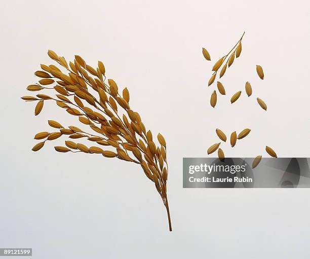 sprig of dry rice - twig photos et images de collection