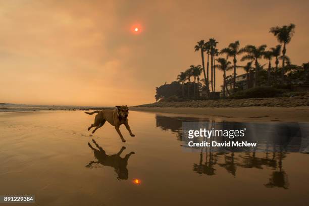 Smoke-filled sky filter orange light around a dog on the beach as the Thomas Fire continues to grow and threaten communities from Carpinteria to...