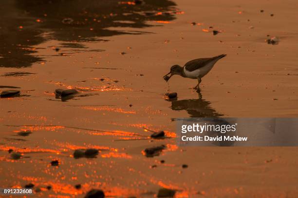 Smoke-filled sky filters sunlight to orange around shorebirds as the Thomas Fire continues to grow and threaten communities from Carpinteria to Santa...