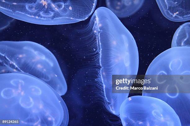 blue jellyfish - beed stock pictures, royalty-free photos & images