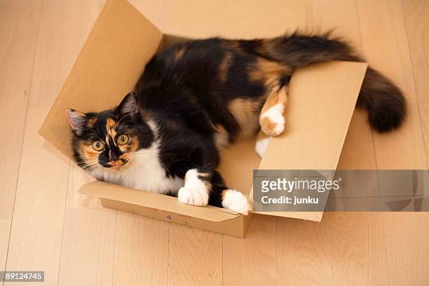 cat in a box - cat box stock pictures, royalty-free photos & images