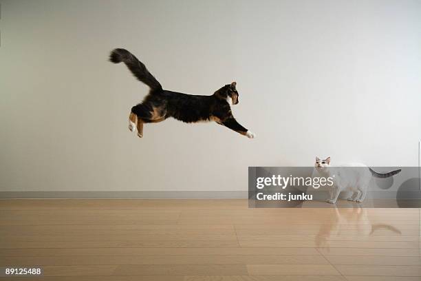 japanese cat - cats fighting stock pictures, royalty-free photos & images