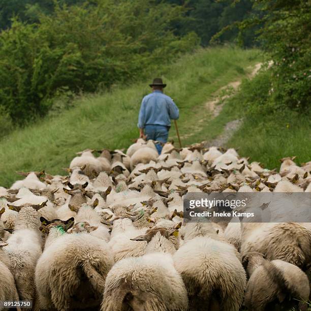 does he know he's being followed - sheep stock pictures, royalty-free photos & images