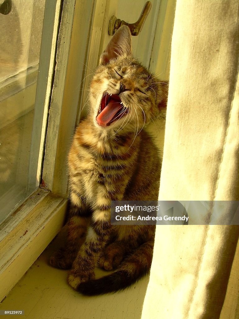 Little cat yawning