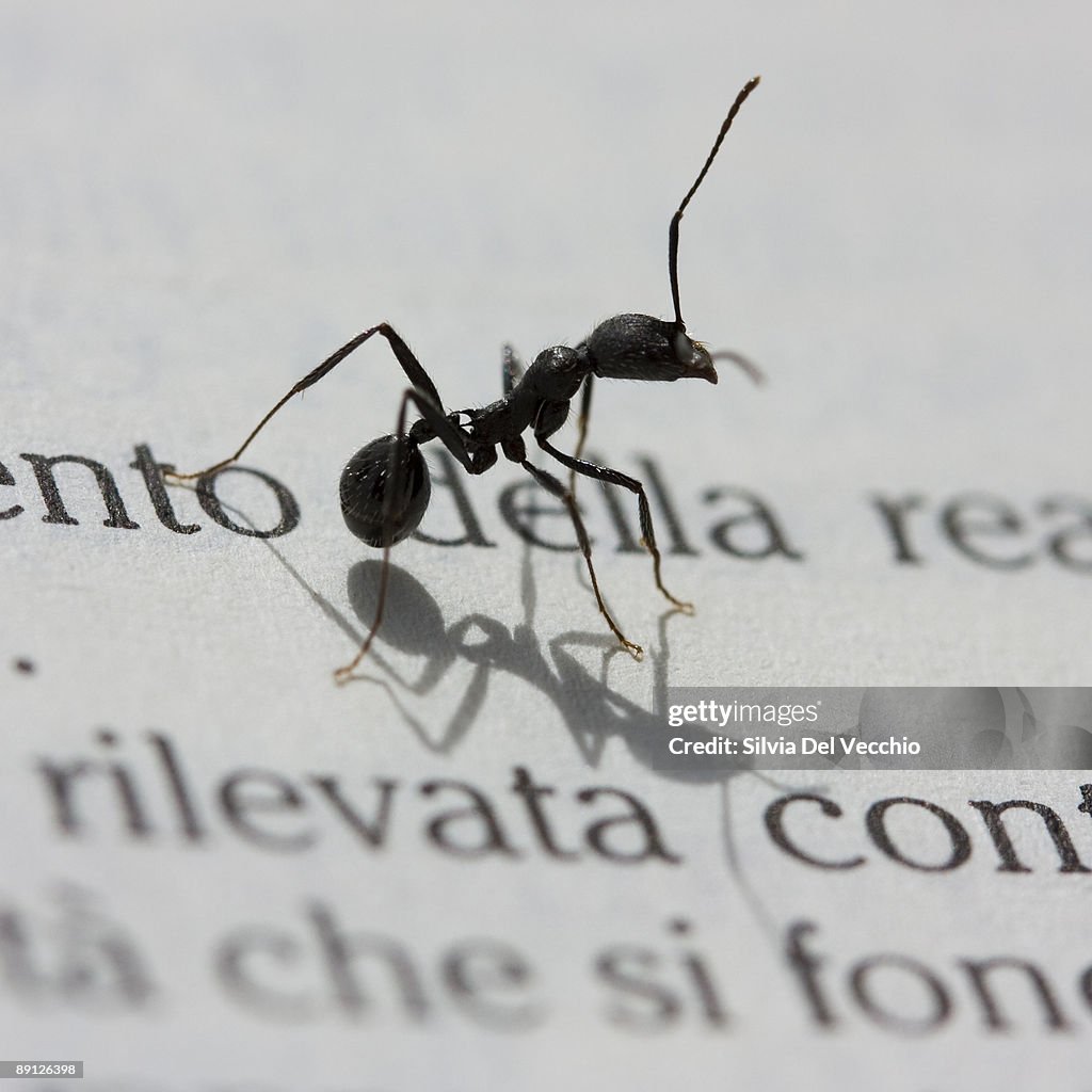 Macro of an aunt on a book