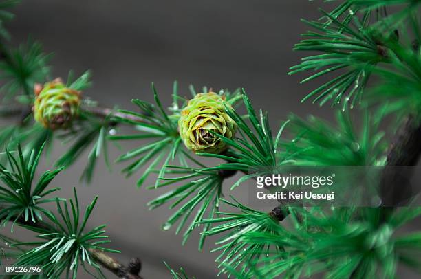 form b - japanese larch stock pictures, royalty-free photos & images