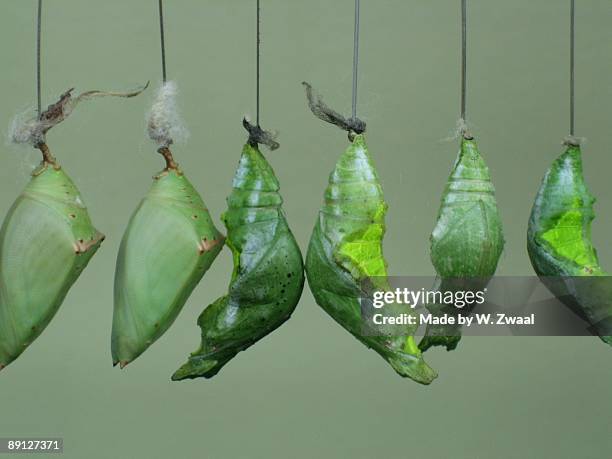 green hanging pupa - crystalists stock pictures, royalty-free photos & images