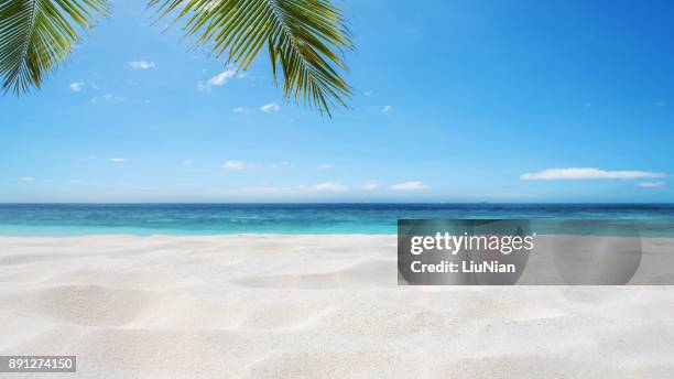 tropical sandy beach background - beach and palm trees stock pictures, royalty-free photos & images