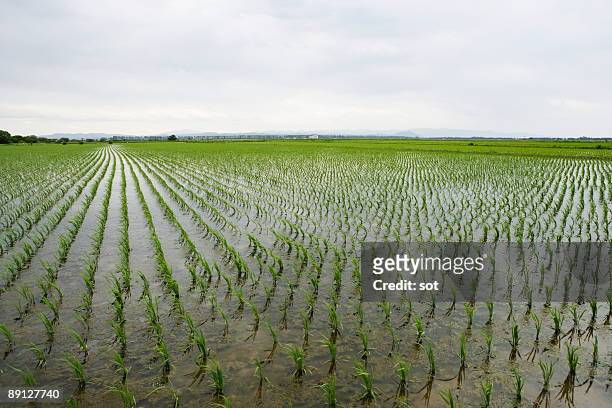 rice paddy - campo de arroz fotografías e imágenes de stock