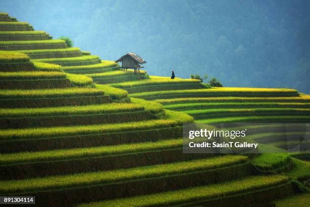 rice fields on terraced in rainny season at mu cang chai, vietnam. - vietnamese food stock-fotos und bilder