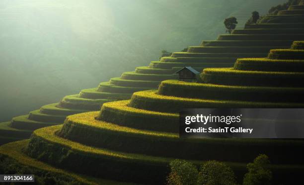 rice fields mu cang chai, vietnam - horizontal stock pictures, royalty-free photos & images