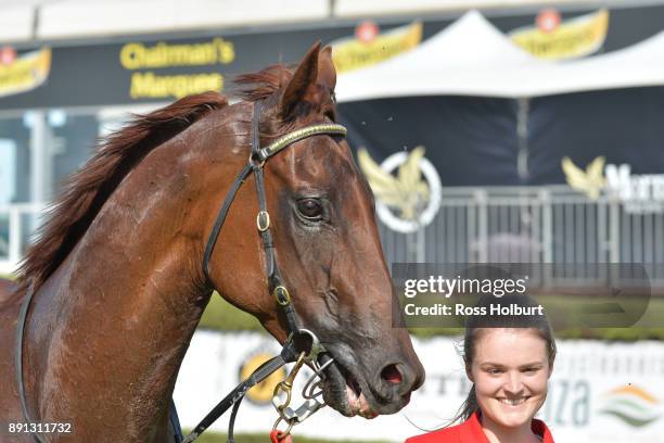 Toy Boy after winning the Frankston Suzuki Summer Of Racing Hcp at Mornington Racecourse on December 13, 2017 in Mornington, Australia.