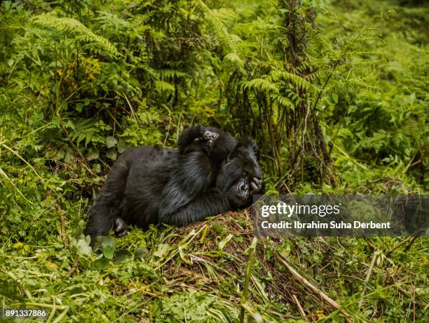 mother mountain gorilla and her baby are sleeping on leaves. - gorilla love 2 stockfoto's en -beelden