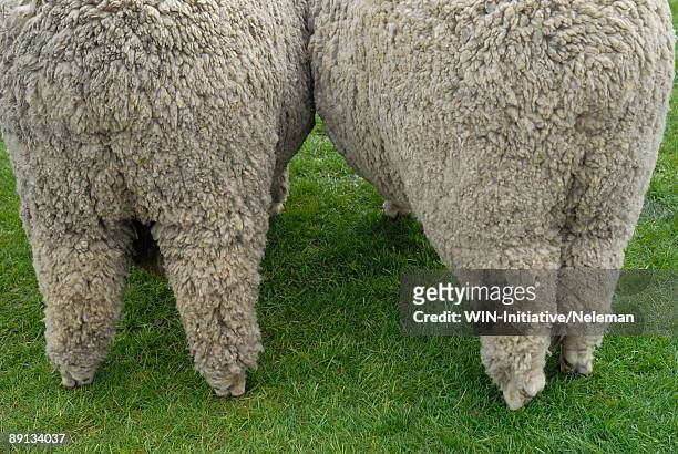rear view of two lambs, montevideo, uruguay - jungschaf fell stock-fotos und bilder