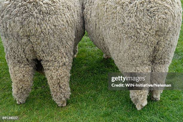 rear view of two lambs, montevideo, uruguay - lamb tails stock pictures, royalty-free photos & images