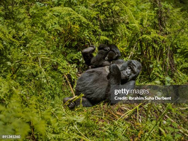 mother mountain gorilla is playing with her baby. - gorilla love 2 stockfoto's en -beelden