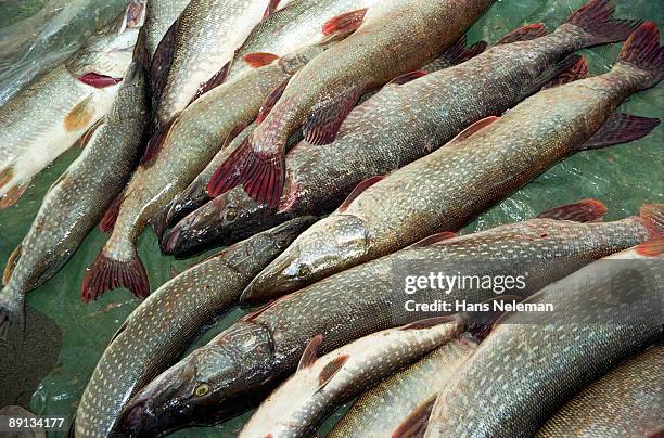 close-up of fish, sob river, ural mountains, siberia, russia - pike stock pictures, royalty-free photos & images