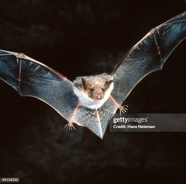 close-up of a bat flying  - bats flying ストックフォトと画像