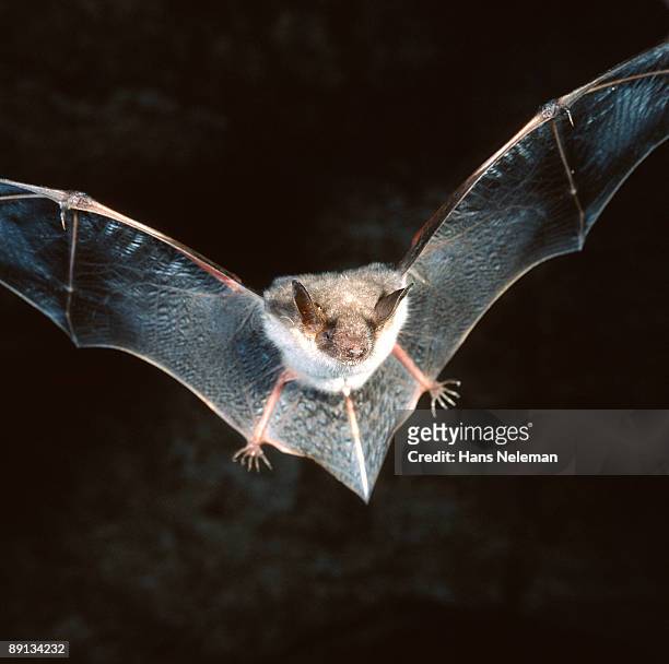 close-up of a bat flying  - bats flying stock pictures, royalty-free photos & images