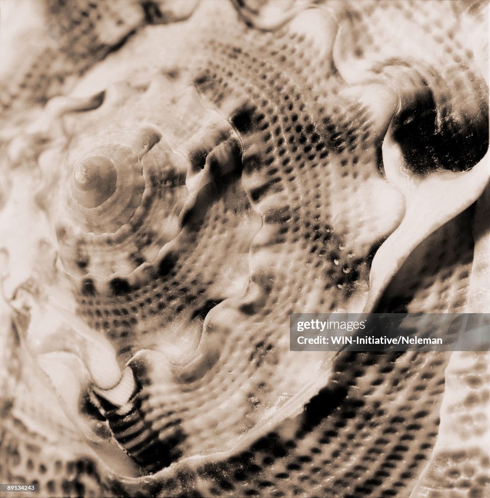 Close-up of a conch shell