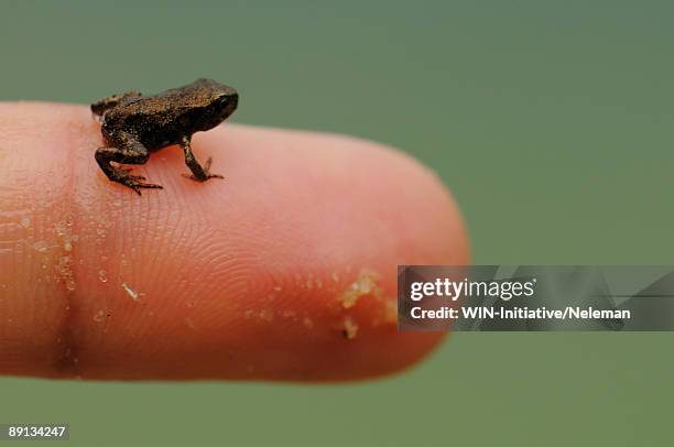 close-up of a toad on a human finger - animal fetus stock pictures, royalty-free photos & images