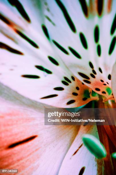 details of a flower - stamen fotografías e imágenes de stock