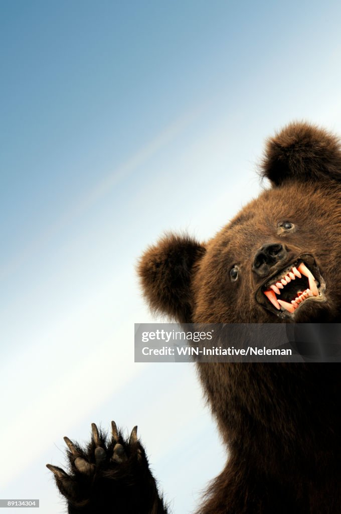 Close-up of a figurine of a bear, Kiev, Ukraine